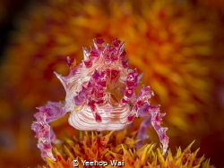 A Candy Crab (Hoplophrys oatesii) posing in front of some... by Yeehoo Wai 